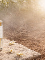 Ingenious Ginger by Goldfield & Banks