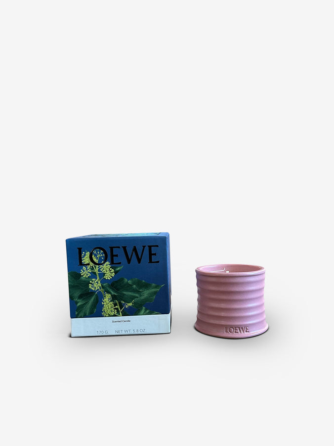Medium Ivy Candle by Loewe
