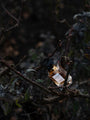 Entre-Acte by Anomalia